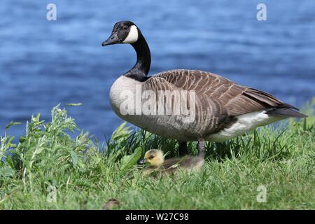 Eine Kanada Gans gosling Branta canadensis mit einer Mutter Gans in der Nähe von einem Teich Stockfoto