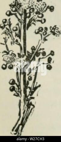 Archiv Bild ab Seite 264 der Cyclopedia von landwirtschaftlichen Kulturpflanzen