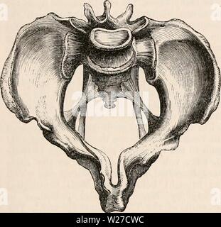 Archiv Bild ab Seite 264 Der cyclopaedia von Anatomie und