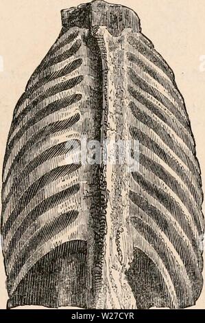 Archiv Bild ab Seite 264 Der cyclopaedia von Anatomie und. Die cyclopaedia von Anatomie und Physiologie cyclopdiaofana 0402 Todd Jahr: 1849 Thorax zum Tod. Abb. 68-t. Thorax zum Tod. Passen} 683. Stockfoto