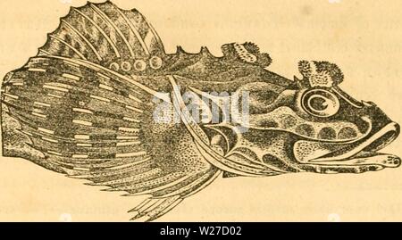 Archiv Bild ab Seite 265 der Danmarks Fiske (1838) Stockfoto