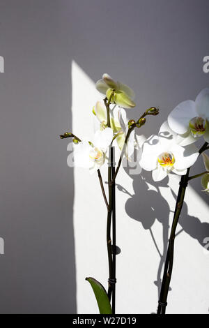 Orchidee Blumen und Schatten auf weißer Wand Hintergrund Schönheit Stockfoto