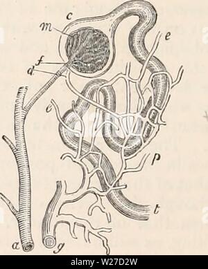 Archiv Bild von Seite 265 des cyclopaedia von Anatomie und Stockfoto
