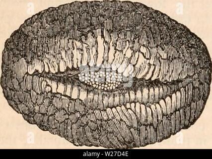 Archiv Bild von Seite 265 des cyclopaedia von Anatomie und Stockfoto