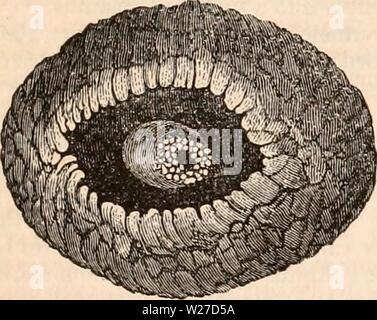 Archiv Bild von Seite 265 des cyclopaedia von Anatomie und Stockfoto