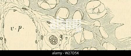 Archiv Bild ab Seite 266 der Cursus der normalen Histologie zur Stockfoto