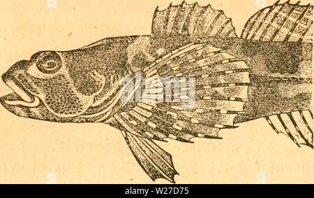 Archiv Bild ab Seite 266 der Danmarks Fiske (1838) Stockfoto