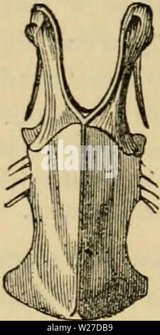 Archiv Bild von Seite 267 des Cuvier animal kingdom angeordnet. Der Cuvier animal kingdom: Entsprechend seiner Organisation cuviersanimalkin 00 cuvi Jahr: 1840 angeordnet Stockfoto