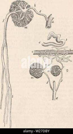 Archiv Bild von Seite 266 des cyclopaedia von Anatomie und Stockfoto