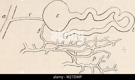 Archiv Bild von Seite 267 des cyclopaedia von Anatomie und Stockfoto