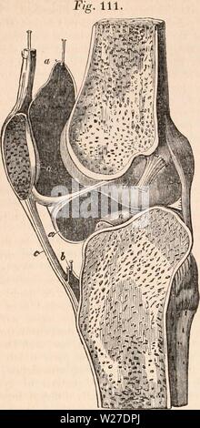 Archiv Bild von Seite 267 des cyclopaedia von Anatomie und