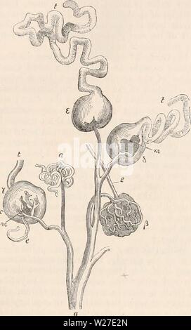 Archiv Bild ab Seite 268 Der cyclopaedia von Anatomie und