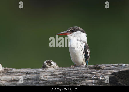 Gestreifte Kingfisher (Halcyon chelicuti) Stockfoto