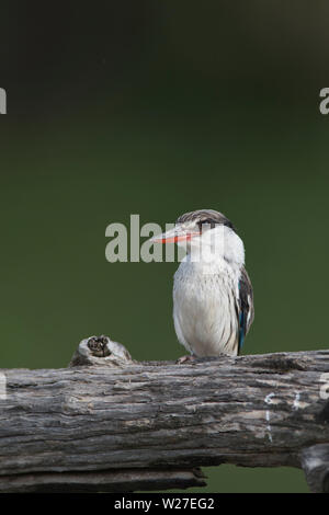 Gestreifte Kingfisher (Halcyon chelicuti) Stockfoto