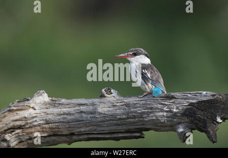 Gestreifte Kingfisher (Halcyon chelicuti) Stockfoto