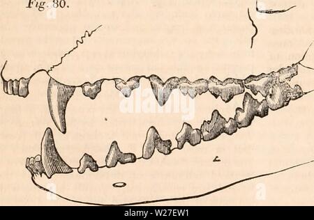 Archiv Bild ab Seite 271 Der cyclopaedia von Anatomie und Stockfoto