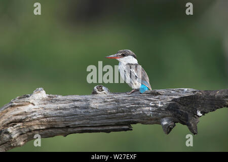 Gestreifte Kingfisher (Halcyon chelicuti) Stockfoto