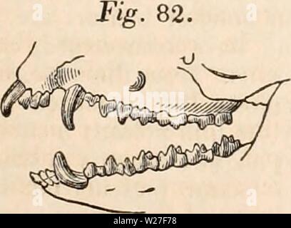 Archiv Bild von Seite 272 des cyclopaedia von Anatomie und Stockfoto