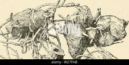 Archiv Bild von Seite 273 Cyclopedia der amerikanischen Gartenbau, bestehend aus. Cyclopedia der amerikanischen Gartenbau, bestehend aus Anregungen für den Anbau von Gartenpflanzen, Beschreibungen der Arten von Obst, Gemüse, Blumen und Zierpflanzen in den Vereinigten Staaten und in Kanada verkauft, zusammen mit geographischen und Biographische Skizzen cyclopediaofam 01 Kaution Jahr: 1900 240 CANNA oder Abgespalten, die Hüllblätter stumpfen, klein und Grün: kelchblätter lanzettlich, grün, 4 in. oder weniger lang; Blätter lanzettlich, IK in. lang, mit Rot gefärbt; Staminodien gesamte, Rot oder Rot-gelb; Lippe die gleiche Farbe, Stockfoto