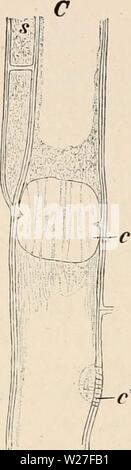 Archiv Bild ab Seite 273 von Das botanische Praktikum, Anleitung zum Stockfoto