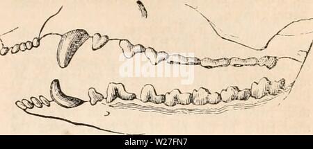 Archiv Bild von Seite 274 des cyclopaedia von Anatomie und Stockfoto