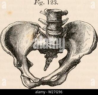 Archiv Bild von Seite 276 des cyclopaedia von Anatomie und Stockfoto