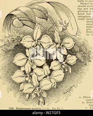 Archiv Bild ab Seite 278 der Cyclopedia der amerikanischen Gartenbau Stockfoto
