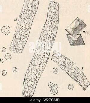 Archiv Bild ab Seite 278 Der cyclopaedia von Anatomie und Stockfoto