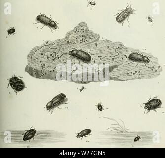 Archiv Bild ab Seite 278 Der cyclopedia; oder, Universal Wörterbuch Stockfoto