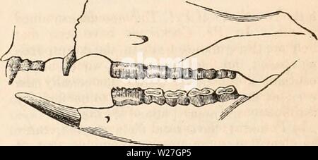 Archiv Bild ab Seite 278 Der cyclopaedia von Anatomie und Stockfoto