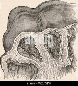 Archiv Bild ab Seite 278 Der cyclopaedia von Anatomie und Stockfoto