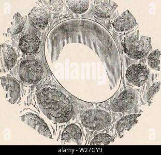 Archiv Bild von Seite 279 des cyclopaedia von Anatomie und Stockfoto