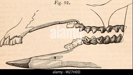 Archiv Bild von Seite 279 des cyclopaedia von Anatomie und Stockfoto