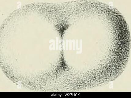 Archiv Bild von Seite 280 Verslagen en mededeelingen Stockfoto