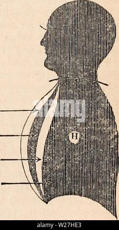 Archiv Bild von Seite 280 des cyclopaedia von Anatomie und Stockfoto