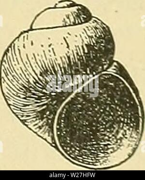 Archiv Bild von Seite 280 des Death Valley expedition A. das Death Valley Expedition. Eine biologische Untersuchung der Teile von Kalifornien, Nevada, Arizona und Utah deathvalleyexped 00 Fisch Jahr: 1893, 1893.] MUSCHELN DES DEATH VALLEY EXPEDITION. 277 bis zu den üblichen erwachsenen bedeuten. Stephens' Exemplare sind alle von einer Größe, die unter Anstatt bis zu den durchschnittlichen Mittelwert von Erwachsenen, und der Pro-beidseitig Aspekt so häufig in der Süßwasser-Schnecken gezeigt, dass die Verwendung einer spezifischen Namen anstelle eines anderen machen einfach eine willkürliche Angelegenheit. Sie würde als Unterart der oben genannten, oder (jyrina. Stockfoto