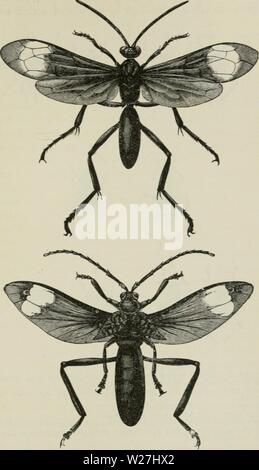 Archiv Bild von Seite 282 des Darwinismus eine Ausstellung von Stockfoto