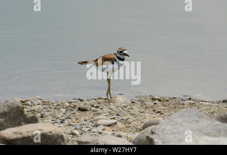 Killdeer Vogel oder charadrius vociferus Waten im seichten Wasser an der felsigen See mit Reflexion der Beine Stockfoto