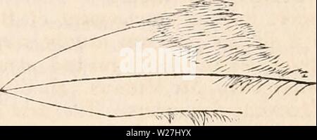 Archiv Bild von Seite 282 des cyclopaedia von Anatomie und Stockfoto