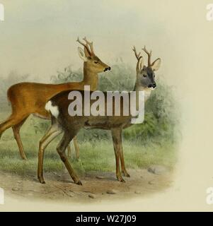 Archiv Bild von Seite 282 des Hirsch von allen Ländern, Stockfoto