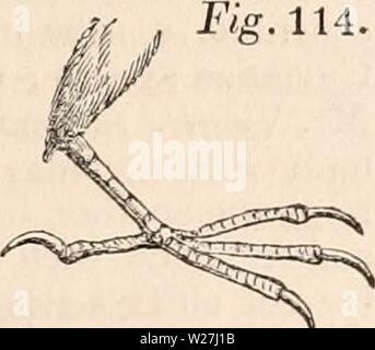 Archiv Bild von Seite 282 des cyclopaedia von Anatomie und Stockfoto