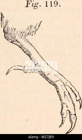 Archiv Bild von Seite 283 des cyclopaedia von Anatomie und Stockfoto