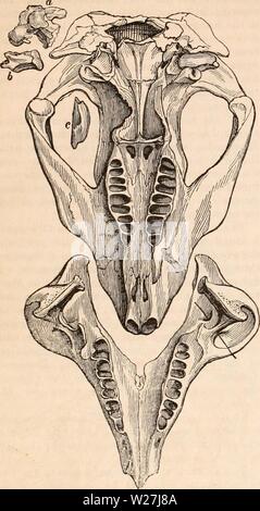 Archiv Bild von Seite 283 des cyclopaedia von Anatomie und Stockfoto
