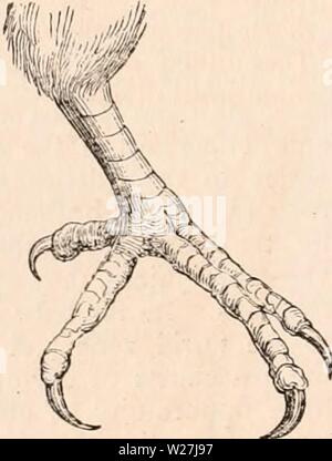 Archiv Bild von Seite 283 des cyclopaedia von Anatomie und Stockfoto