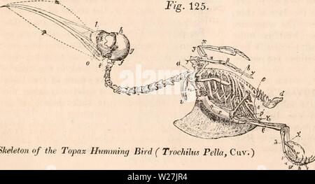 Archiv Bild von Seite 285 des cyclopaedia von Anatomie und Stockfoto