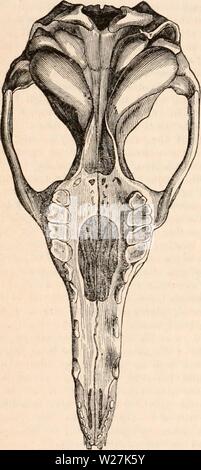 Archiv Bild von Seite 287 des cyclopaedia von Anatomie und Stockfoto