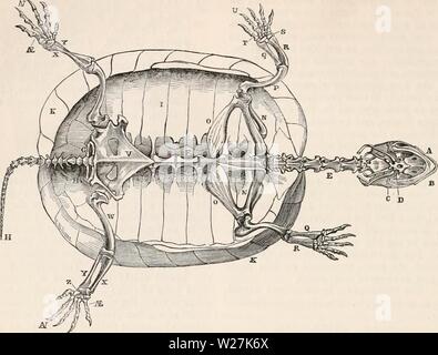 Archiv Bild von Seite 287 des cyclopaedia von Anatomie und. Die cyclopaedia von Anatomie und Physiologie cyclopdiaofana 0401 Todd Jahr: 1847 266 REPTILIA. Abb. 177. Skelett der Schildkröte. A, Superior maxilla; B, minderwertige Maxilla; c, ossiculnm Auditus; D, os-hyoides; E, Halswirbel, Brustwirbel; F; G; H, Kreuzbein, kaudaler Wirbel; Ich, dorsalen Rippen; ic, Rn Waagen; N, Schulterblatt; o, coracoid Knochen; p, os Humerus (Flügelknochen); Q, Radius; E, ulua; s, Knochen des Karpal; T, Mittelhandknochen; u, digitale Phalangen; V; w, Becken, Oberschenkel, Schienbein; X; Y; Z, Fibel, tarsus; als., hintermittelfuss; A.V., phalangen Stockfoto