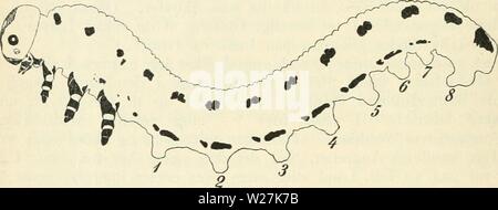 Archiv Bild ab Seite 287 von Dansk forstzoologi (1896) Stockfoto