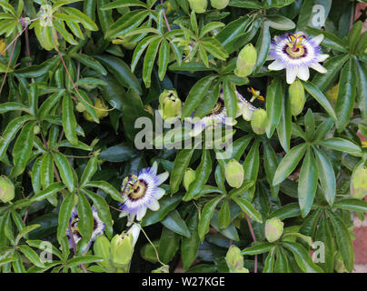 Nahaufnahme der Passiflora caerulea, die blaue Passionsblume, bluecrown Passionsblume oder gemeinsame Leidenschaft Blume blühen im Garten Stockfoto