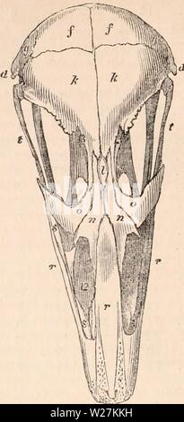 Archiv Bild von Seite 289 des cyclopaedia von Anatomie und